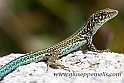 Lucertola (40D_9999_52_2rid)